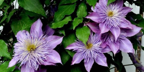 Clematis zasychá a zežloutne: jak rychle oživit a zachránit rostlinu